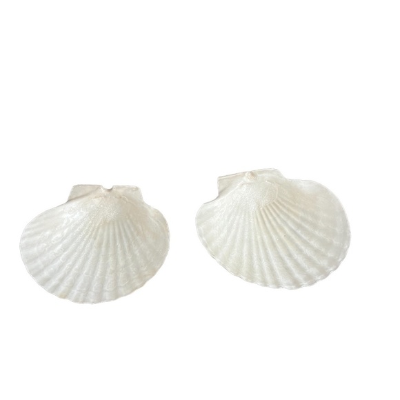 Natural Scallop Clam Shell Appetizer Snack Plates, Set Of 7 - Picture 5 of 8